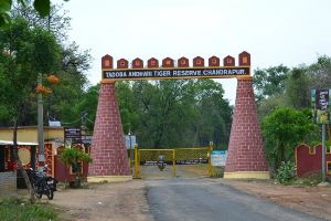 4 Days 3 Nights Tadoba Holiday Package